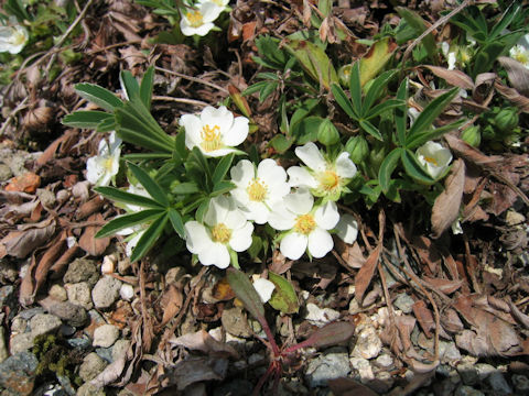 Potentilla alba