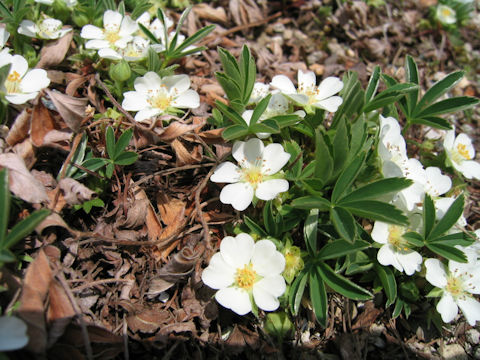 Potentilla alba