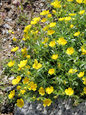 Potentilla aurea