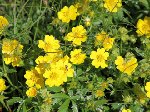 Potentilla aurea