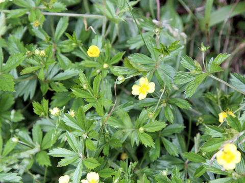 Potentilla aurea