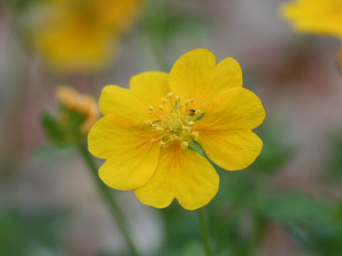 Potentilla  crantzii