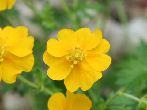 Potentilla  crantzii