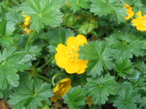 Potentilla  crantzii