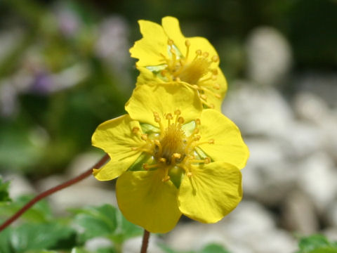 Potentilla cuneata