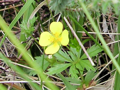 Potentilla erecta