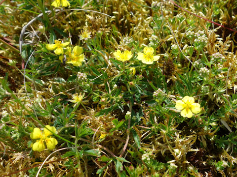 Potentilla erecta