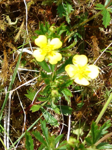 Potentilla erecta