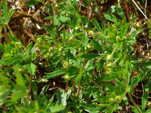 Potentilla erecta