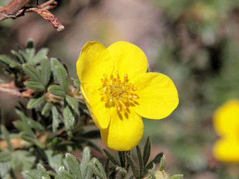 Potentilla floribunda