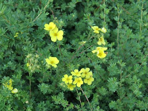 Potentilla floribunda