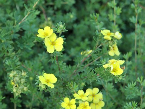 Potentilla floribunda