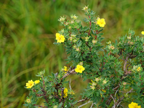 Potentilla floribunda