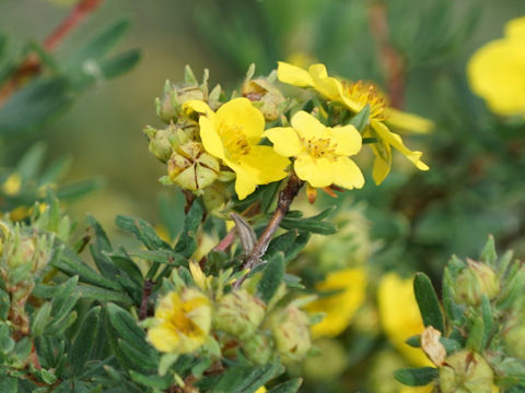 Potentilla floribunda