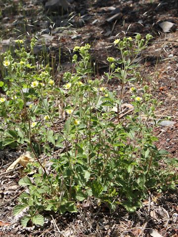 Potentilla glandulosa