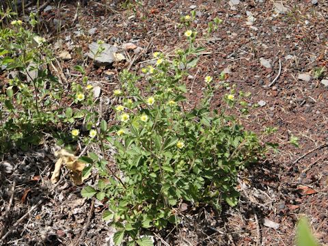 Potentilla glandulosa