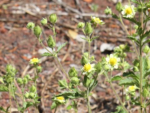 Potentilla glandulosa