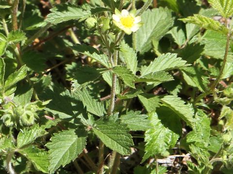 Potentilla glandulosa