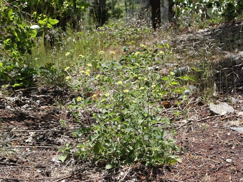 Potentilla glandulosa