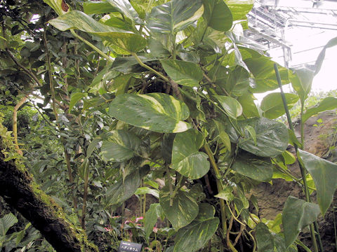 Epipremnum aureum