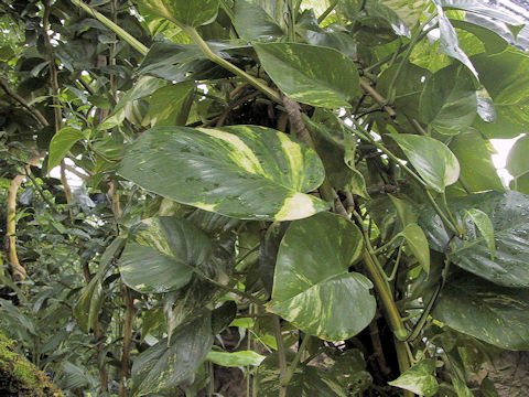 Epipremnum aureum