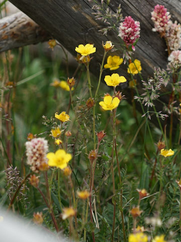 Potentilla rubricaulis