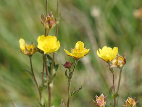 Potentilla rubricaulis