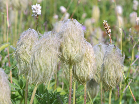 Geum triflorum