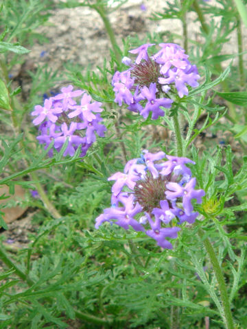 Verbena bipinnatifida