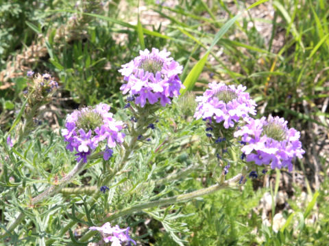 Verbena bipinnatifida