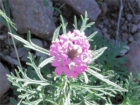 Verbena bipinnatifida