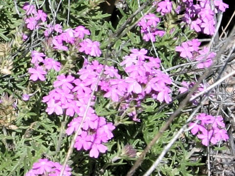 Verbena bipinnatifida