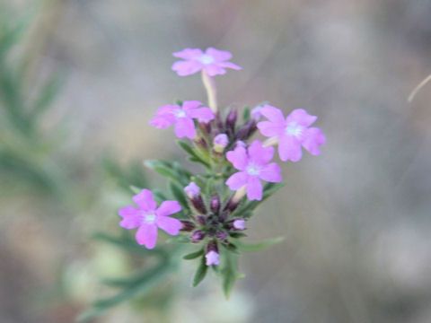 Verbena bipinnatifida