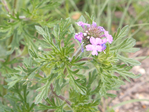 Verbena bipinnatifida