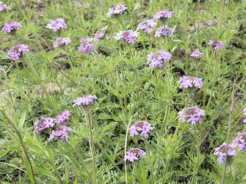 Verbena bipinnatifida