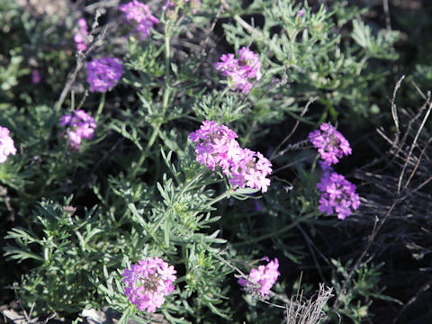 Verbena bipinnatifida