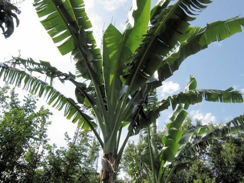 Musa x paradisiaca cv. Praying Hands