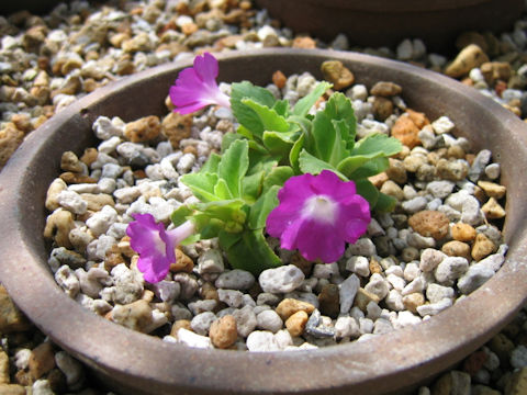 Primula allionii cv. Lismor Treasure