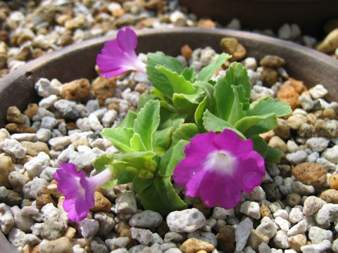 Primula allionii cv. Lismor Treasure