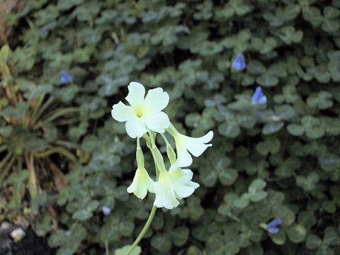 Primula alpicola