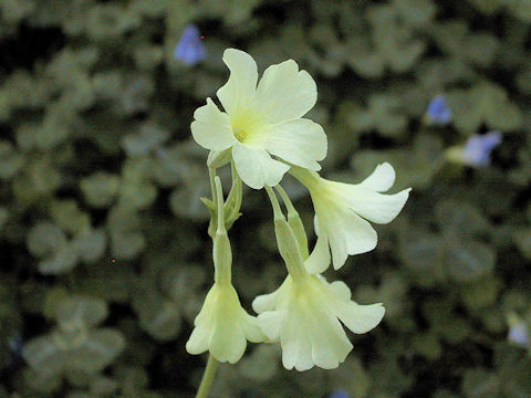 Primula alpicola