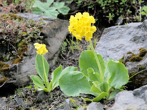 Primula auricula