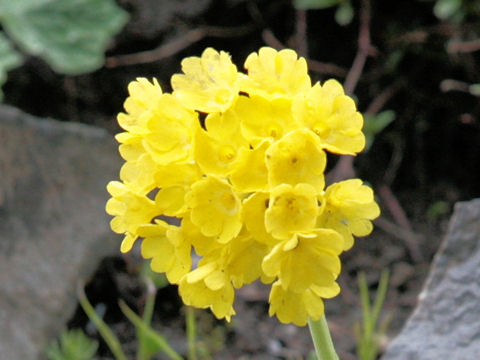 Primula auricula