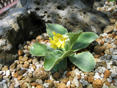 Primula auricula var. bauhinii