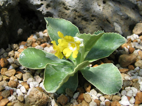 Primula auricula var. bauhinii