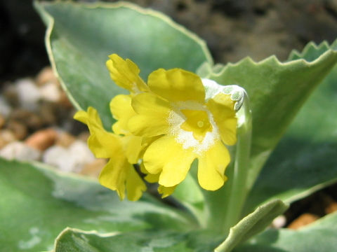 Primula auricula var. bauhinii