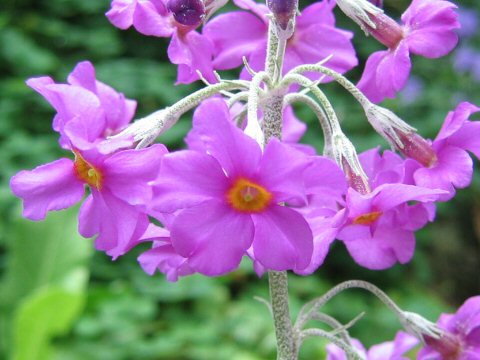 Primula beesiana