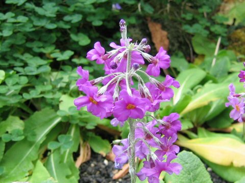 Primula beesiana