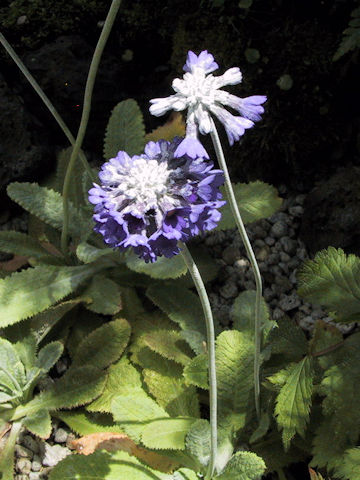 Primula capitata