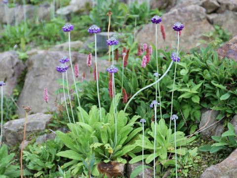 Primula capitata